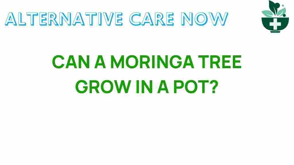 moringa-tree-grow-in-pot