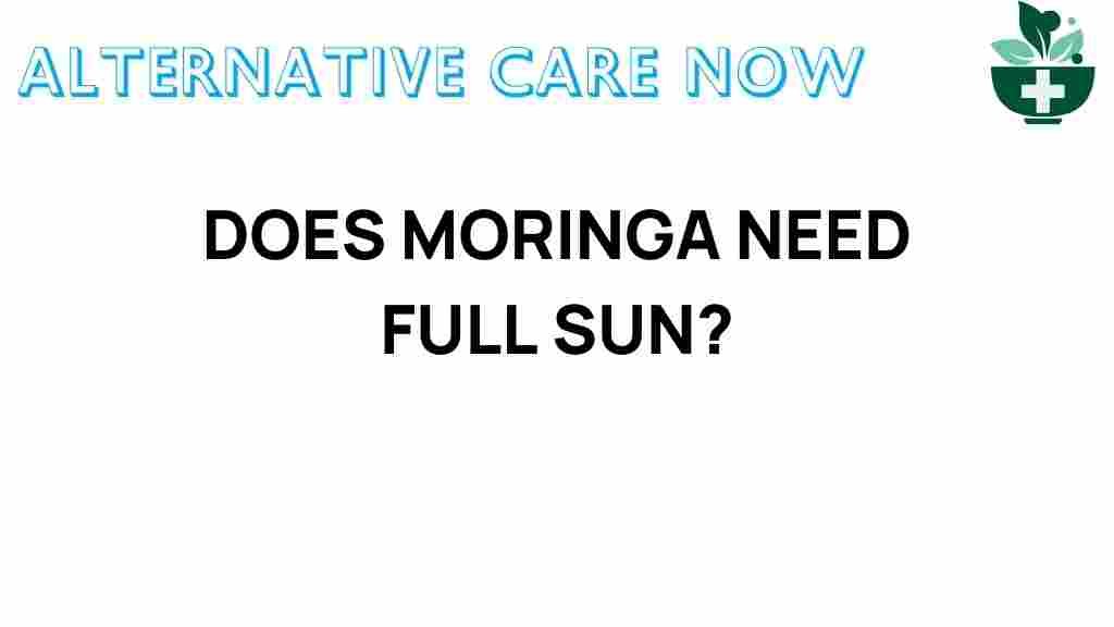 moringa-full-sun-thrive