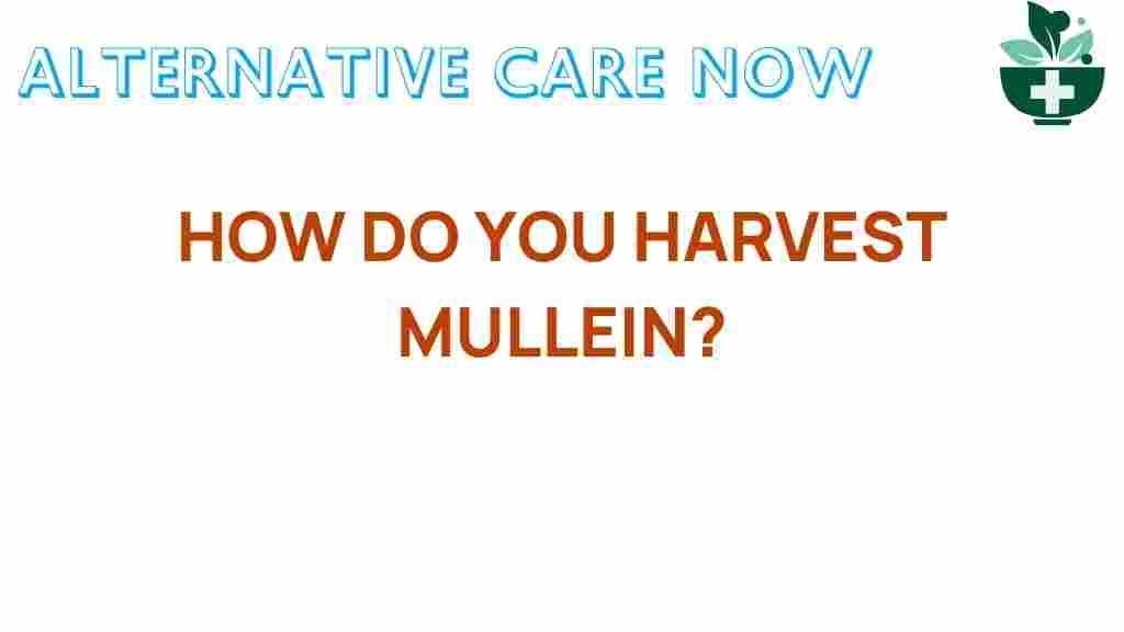 harvesting-mullein-natures-remedy