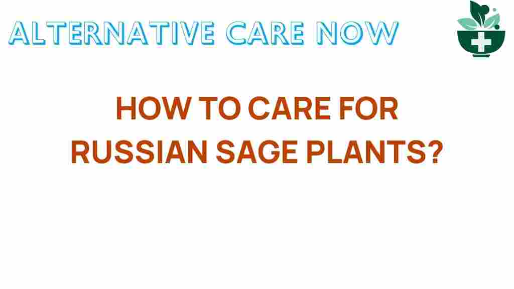 russian-sage-care-tips