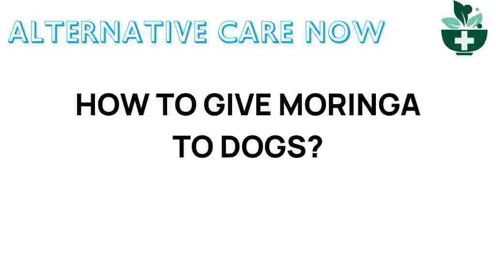 unlocking-benefits-moringa-dogs