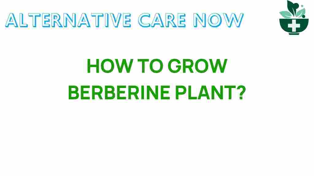 grow-berberine-plant