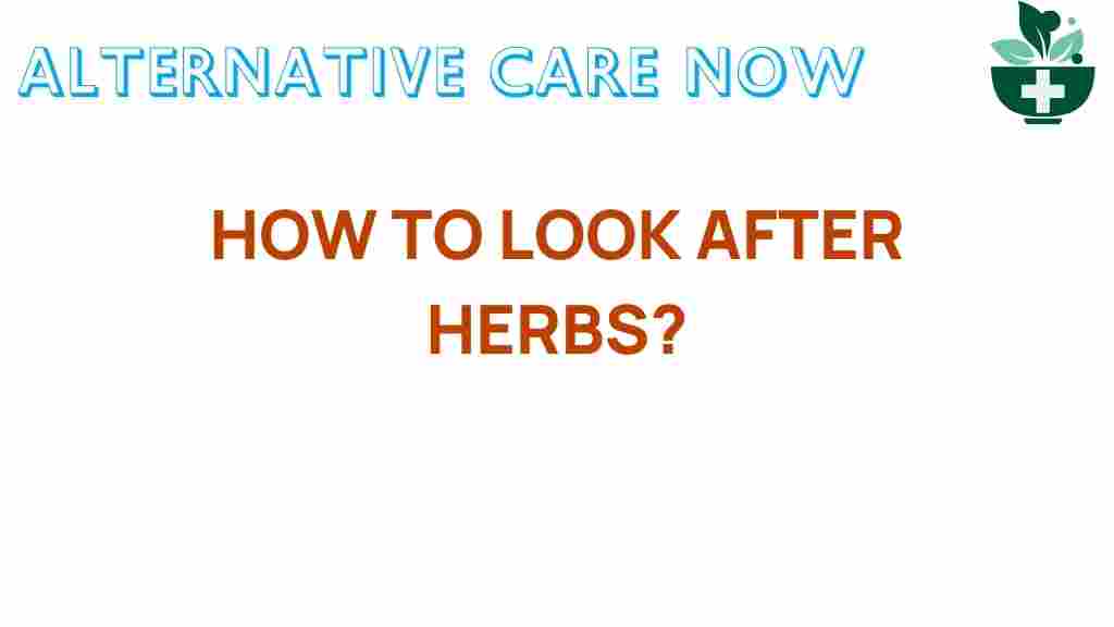 how-to-care-for-herbs