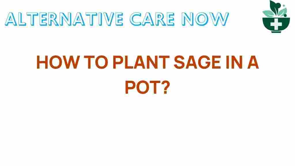 sage-planting-in-a-pot