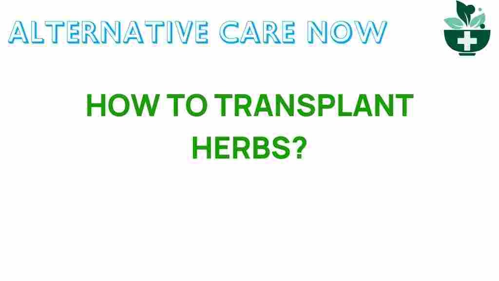 herb-transplantation-expert-tips