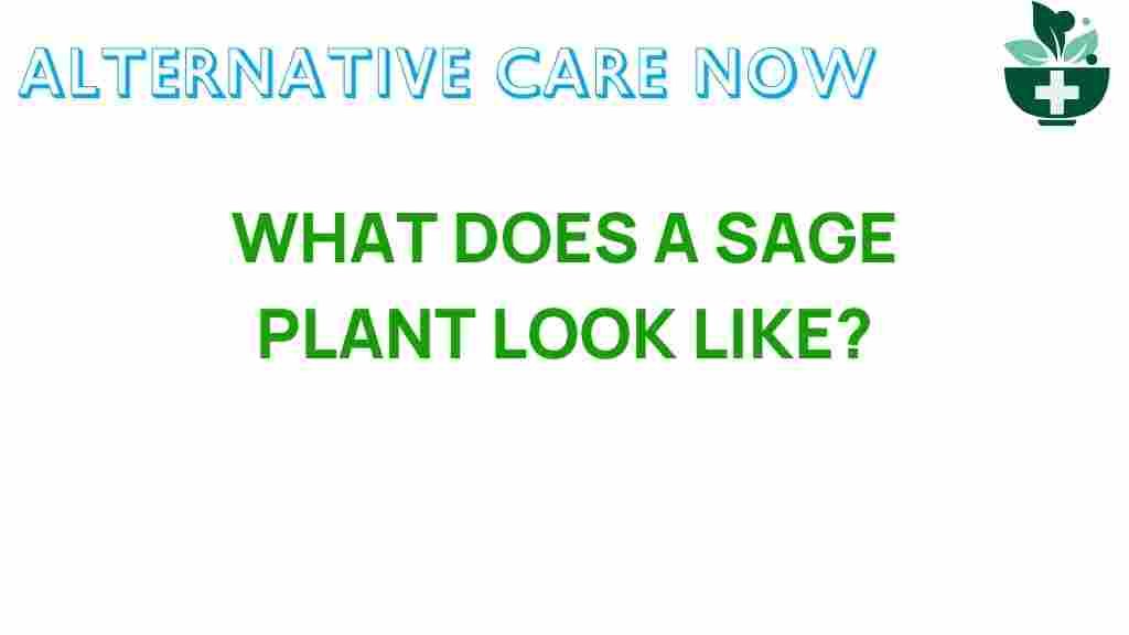 what-does-a-sage-plant-look-like