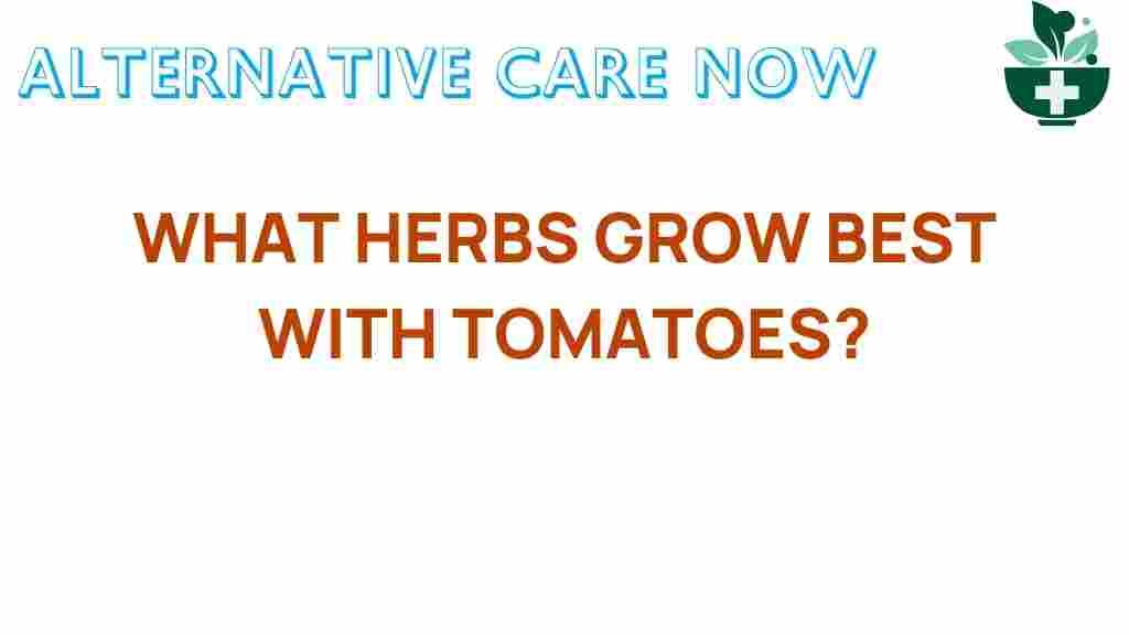 discover-herbs-grow-best-with-tomatoes