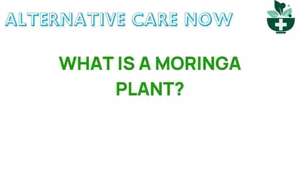 unlocking-secrets-moringa-plant