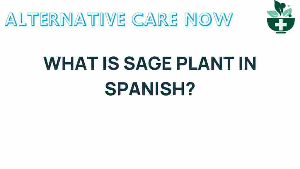 sage-plant-spanish-name