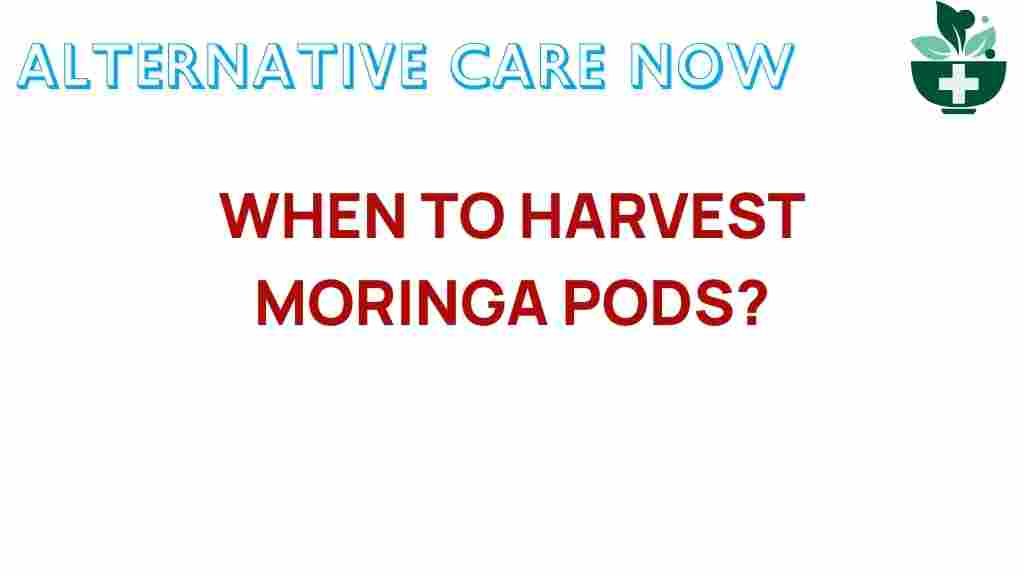 moringa-harvest-timing