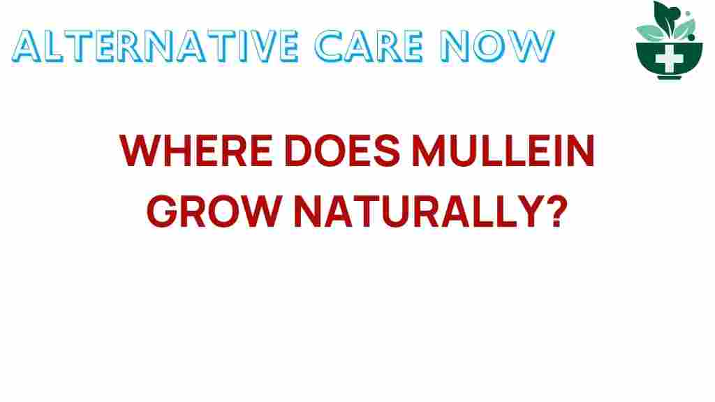 mullein-grow-naturally