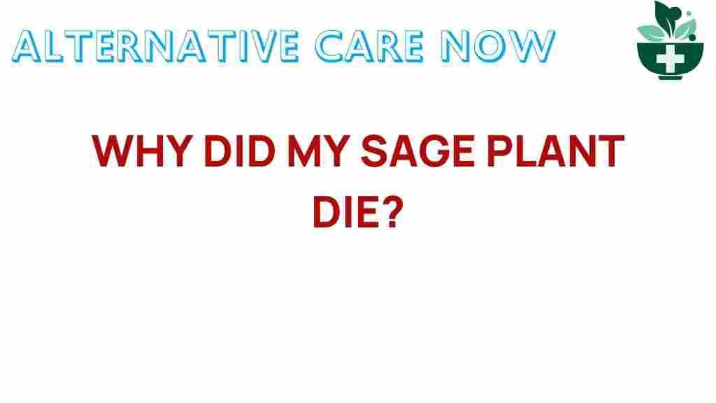 sage-plant-care-tips